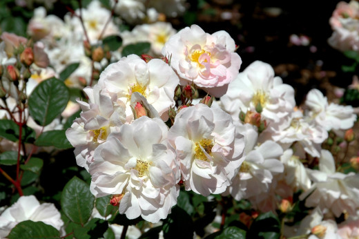 582766 (a): :2500x1662
